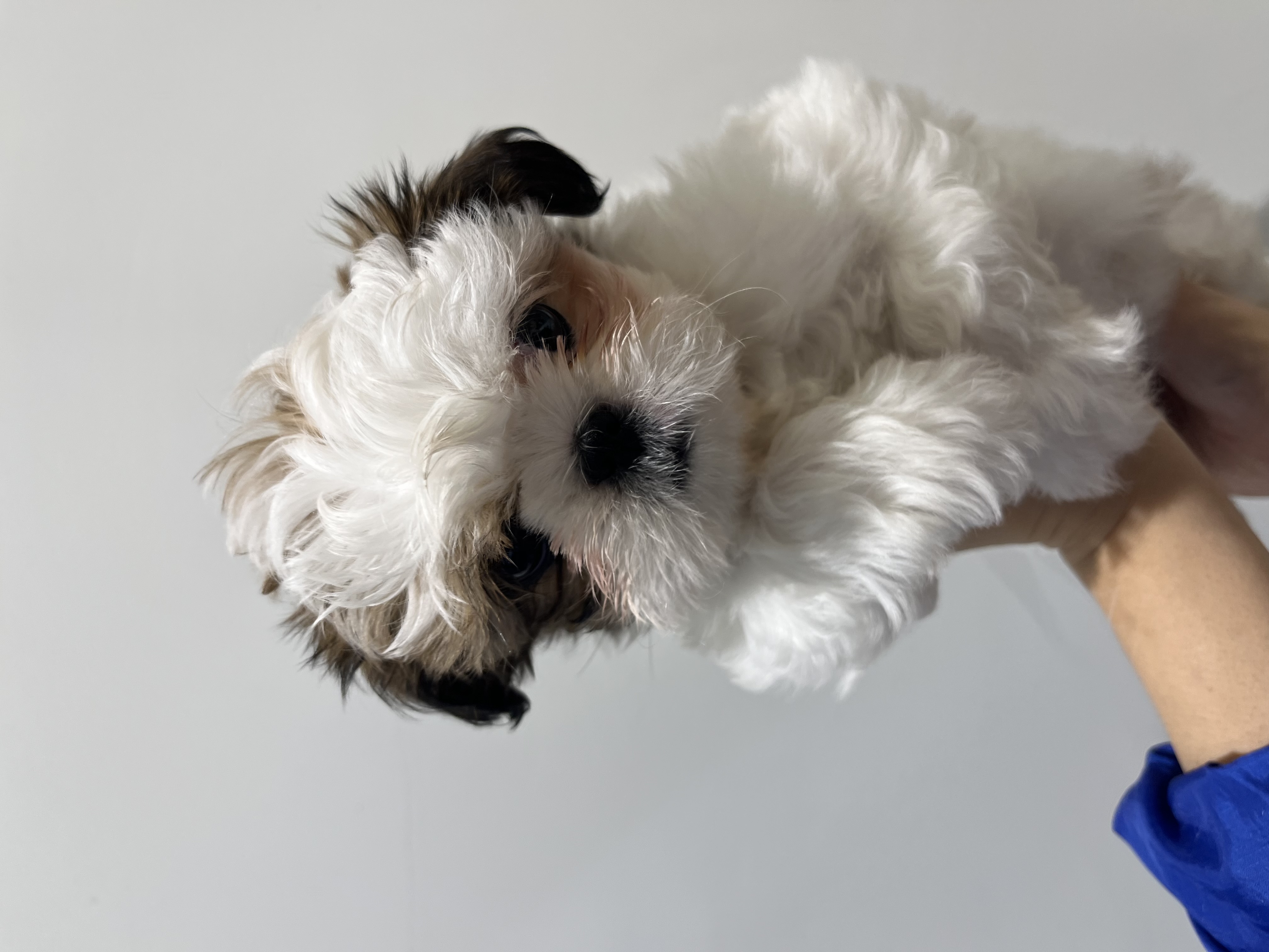 静岡県のシーズー (ペッツワン磐田店/2026年1月25日生まれ/女の子/ゴールドホワイト)の子犬